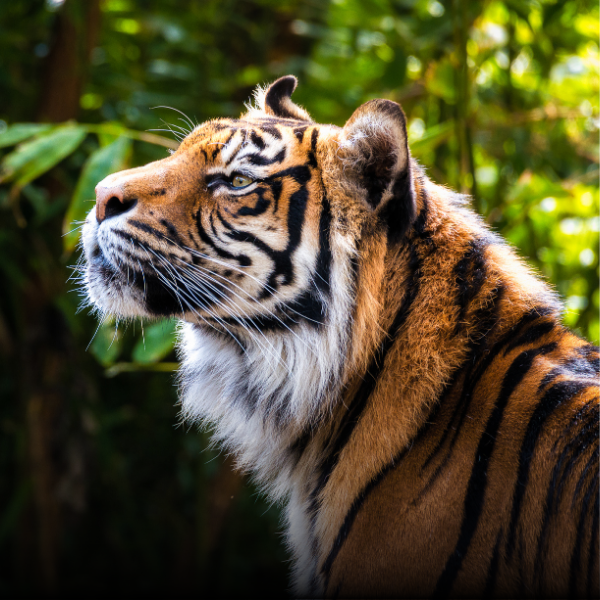 destination-sunderban-thumbnail